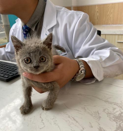 如何为成年宠物猫打疫苗（疫苗种类）