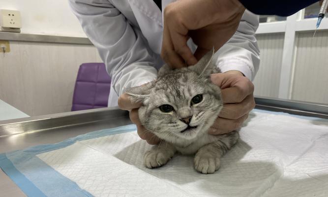 如何为成年宠物猫打疫苗（疫苗种类）