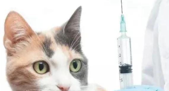 如何为成年宠物猫打疫苗（疫苗种类）