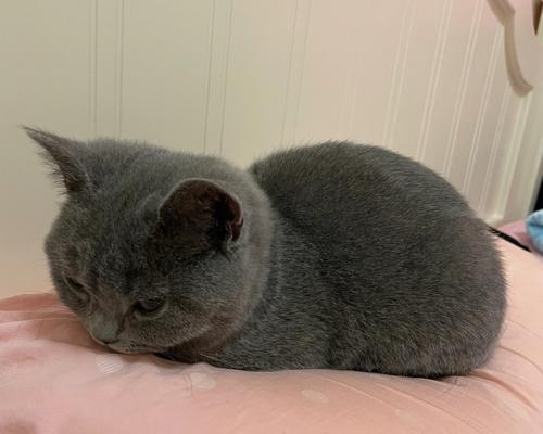 家猫吃老鼠药后怎么办（如何保护宠物不被老鼠药伤害）