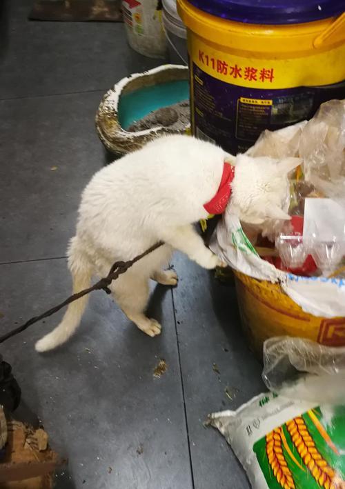家猫吃老鼠药后怎么办（如何保护宠物不被老鼠药伤害）