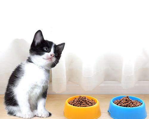 猫误食狗食该怎么办（以宠物为主）