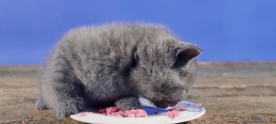 猫误食狗食该怎么办（以宠物为主）
