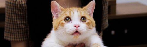猫吃生鸡蛋（揭秘宠物猫饮食中的争议问题）