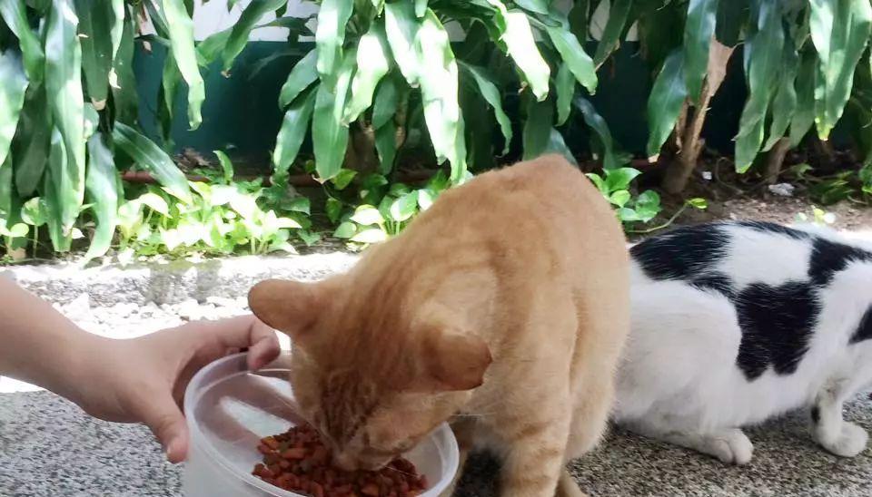 猫吃生鸡蛋（揭秘宠物猫饮食中的争议问题）