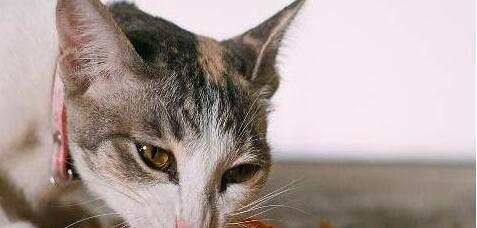 猫可以吃哪些水果（宠物的健康饮食）