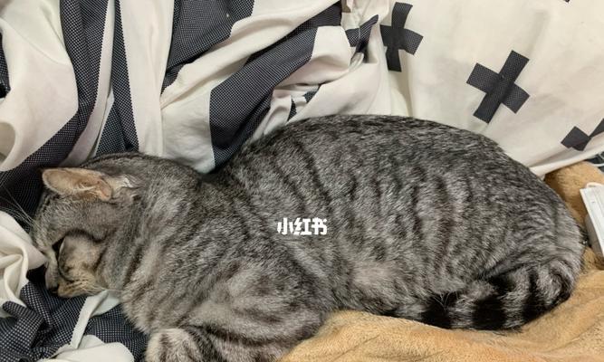 传腹猫咪是否会不舒服（探究猫咪传腹对身体的影响）