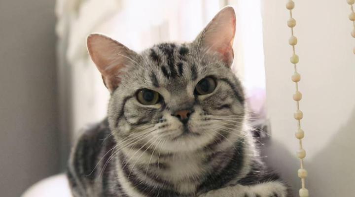 从何时开始养猫最适宜（以宠物为主）
