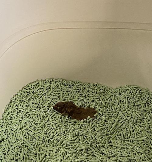 宠物猫肠胃炎呕吐综合治疗方法（以猫得肠胃炎呕吐怎么办）