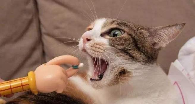 宠物猫鼻子流血的原因和应对方法（猫咪鼻子流血不要惊慌）