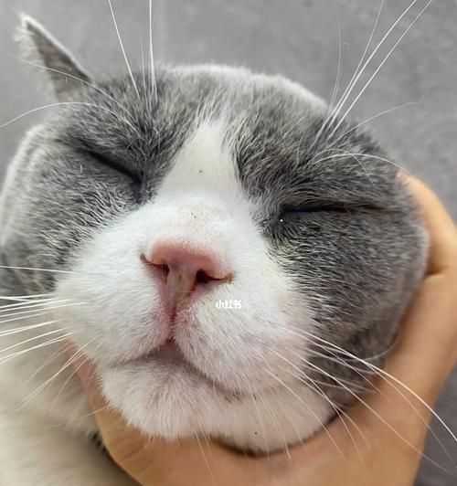 宠物猫鼻子流血的原因和应对方法（猫咪鼻子流血不要惊慌）