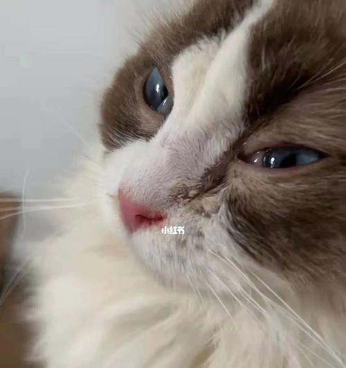 宠物猫鼻子流血的原因和应对方法（猫咪鼻子流血不要惊慌）