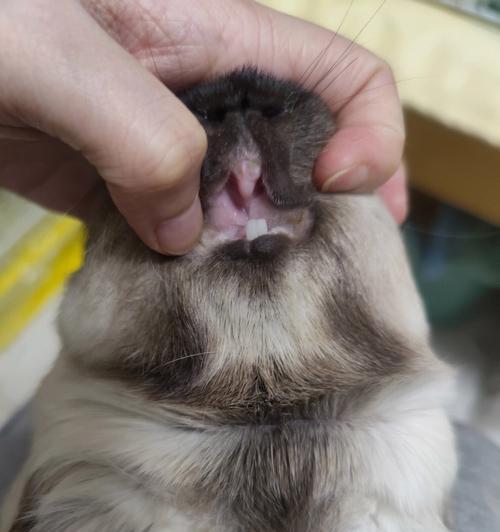 宠物猫门牙掉落后的护理方法（掉牙后要注意的事项与护理技巧）