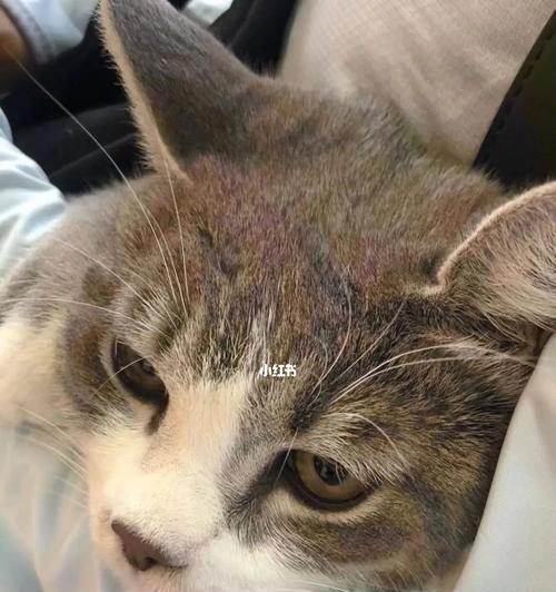 养猫必知（以宠物为主）
