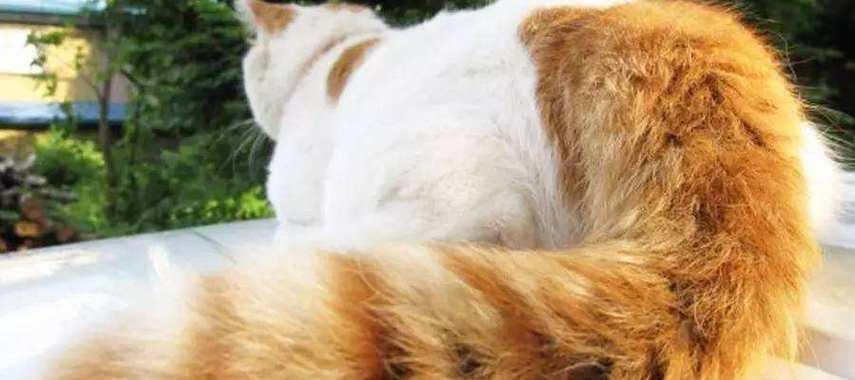 猫尾巴的神奇之处（揭开猫尾巴的形态之谜）