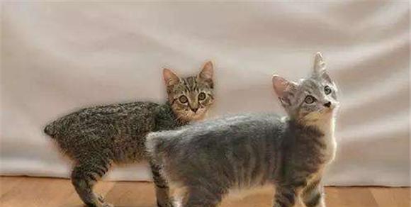 猫尾巴的神奇之处（揭开猫尾巴的形态之谜）