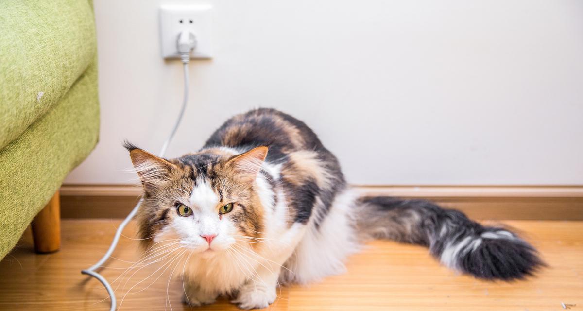 猫尾巴的神奇之处（揭开猫尾巴的形态之谜）