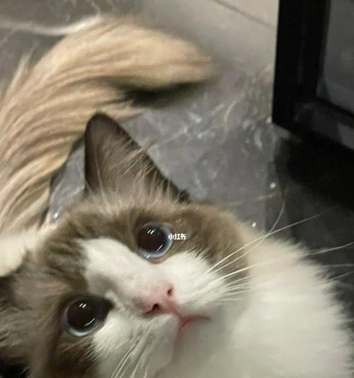 猫眼的魅力（探究猫眼的象征意义）