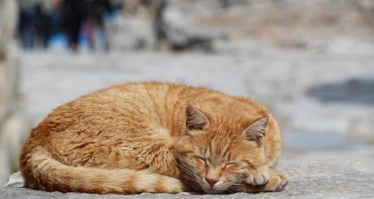 猫爱的植物敌人，你知道是什么吗（揭秘猫咪的天敌）