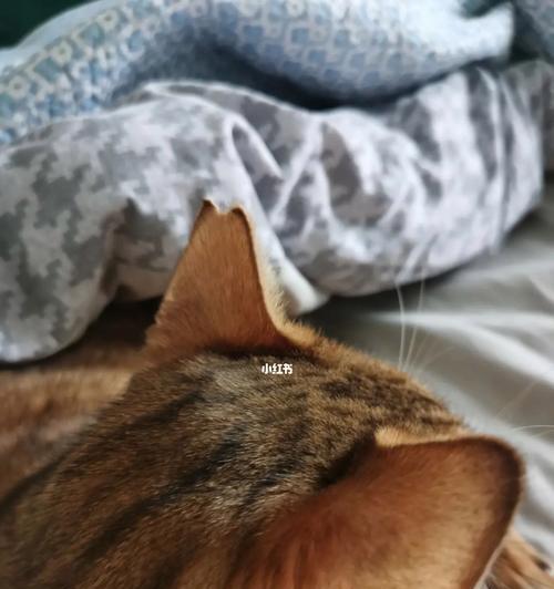 猫耳朵水——营养丰富的宠物饮品（以猫耳朵为主要原料的饮品）