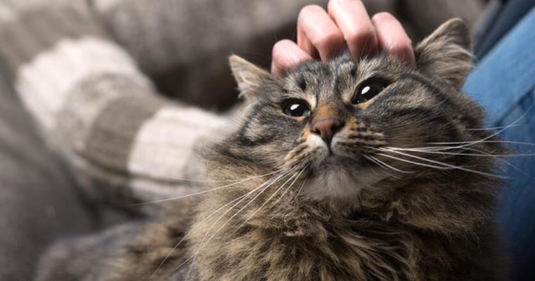 猫咬人，该如何应对（了解猫发出的声音）