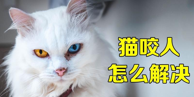 猫咬人，该如何应对（了解猫发出的声音）