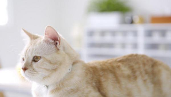 猫感冒食疗指南（宠物猫的食疗方案）
