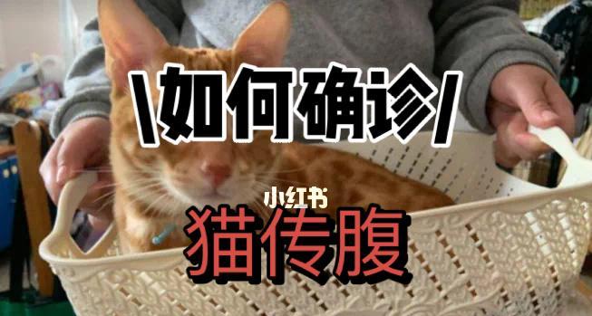 如何有效治疗宠物猫关节病（以中医为主的治疗方法及关节健康的日常护理）