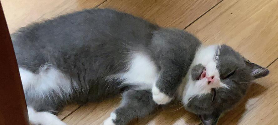 如何有效治疗宠物猫关节病（以中医为主的治疗方法及关节健康的日常护理）