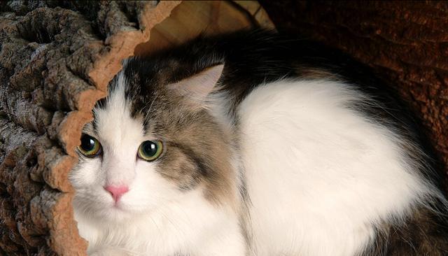 如何解决宠物猫几天不拉屎的问题（让你的猫咪远离便秘烦恼）