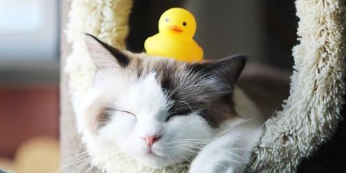 如何解决宠物猫几天不拉屎的问题（让你的猫咪远离便秘烦恼）