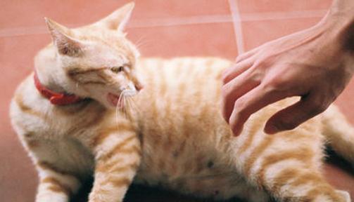 猫狂犬病发作的危害及预防（以宠物为主的猫狂犬病发作情况）