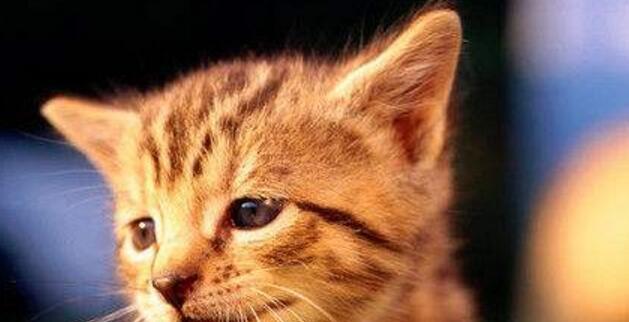 猫狂犬病发作的危害及预防（以宠物为主的猫狂犬病发作情况）