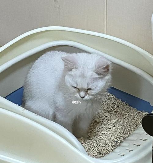 为什么猫咪喜欢在家里拉屎（探寻猫咪在家里拉屎的原因及解决方法）