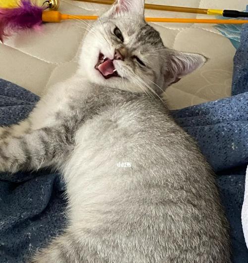 以猫拉稀后吃什么食物为主题的细节分析（帮助你的宠物恢复健康的食品选择）