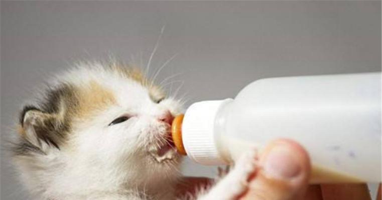 以猫拉稀后吃什么食物为主题的细节分析（帮助你的宠物恢复健康的食品选择）