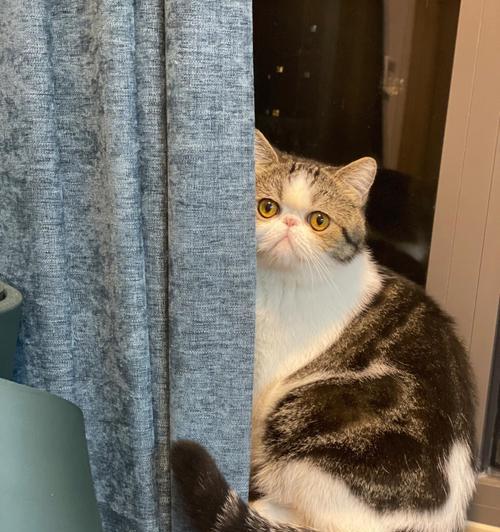 如何解决宠物猫乱拉屎问题（从日常护理到行为纠正）