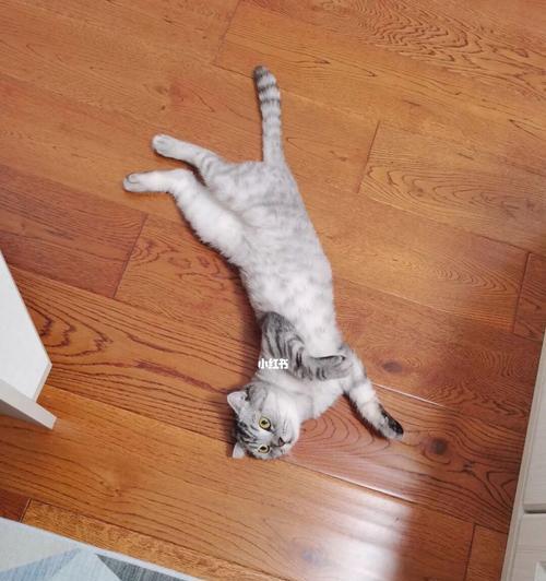如何解决宠物猫乱拉屎问题（从日常护理到行为纠正）