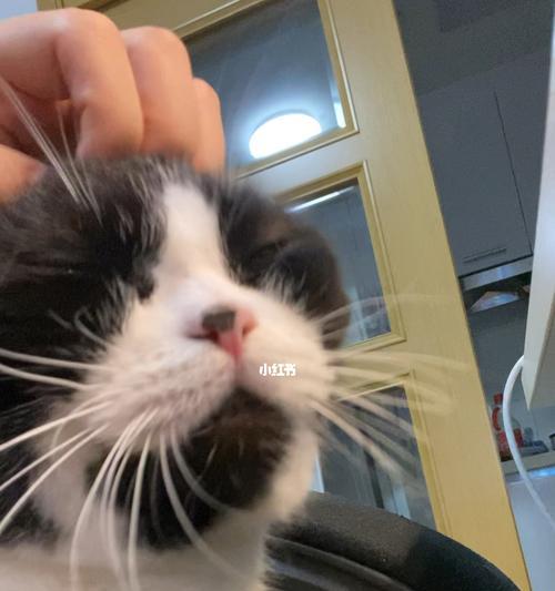 以猫老舔（探究猫咪为什么喜欢舔主人、其他宠物或自己的毛发）