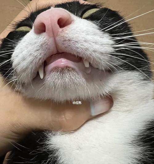 以猫老舔（探究猫咪为什么喜欢舔主人、其他宠物或自己的毛发）