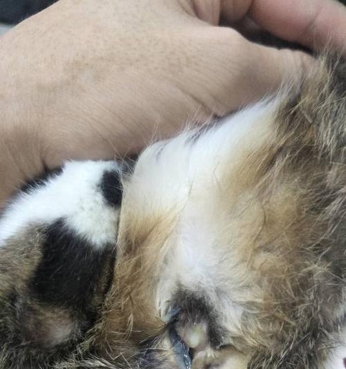 以猫老舔（探究猫咪为什么喜欢舔主人、其他宠物或自己的毛发）