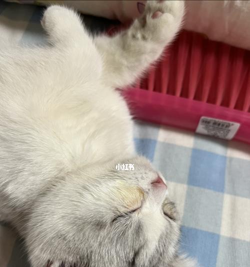 宠物猫的泪痕问题解决方法（如何有效清除猫咪脸上的泪痕）