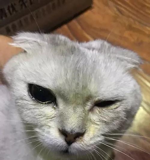 宠物猫的泪痕问题解决方法（如何有效清除猫咪脸上的泪痕）