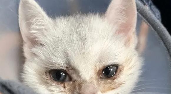 宠物猫眼泪纷纷，胃口大不振，这是怎么回事（揭开猫咪情绪变化背后的病症）
