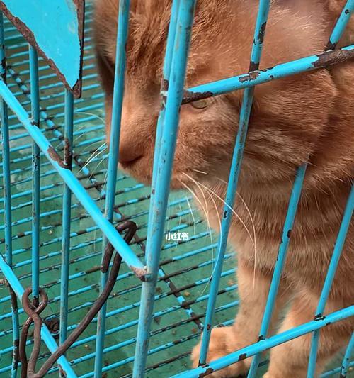 以猫笼养宠物的后果（追求方便之下的残忍行径）