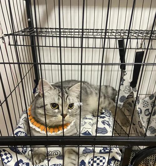以猫笼养宠物的后果（追求方便之下的残忍行径）