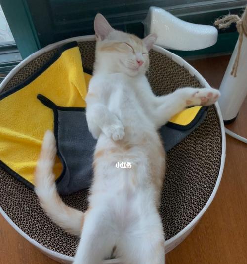 为什么猫喜欢露肚子睡觉（探究猫咪睡姿的深层意义）