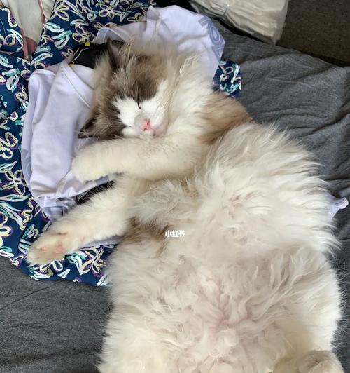 为什么猫喜欢露肚子睡觉（探究猫咪睡姿的深层意义）