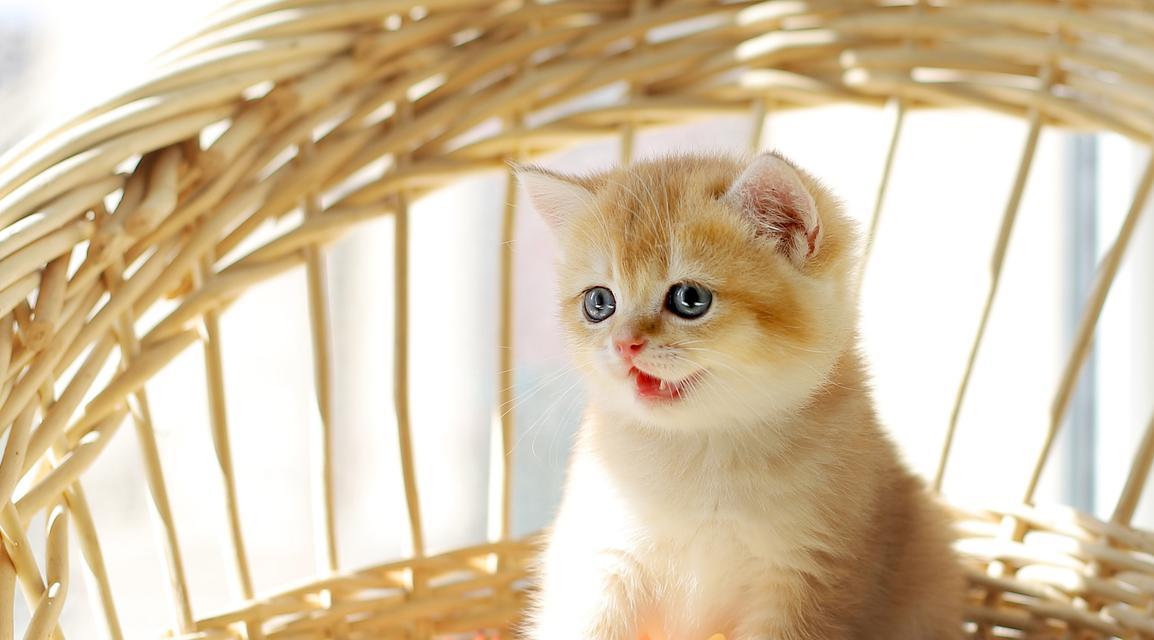 绿豆汤对猫咪的好处以及制作方法（绿豆汤对猫咪的好处以及制作方法）