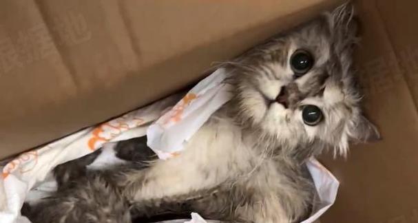 猫咪的饮食之道（从喂养频率到营养均衡）